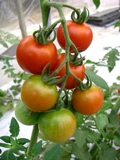 BSテレ東『グロースの翼』 ※2025年11月2日(日)放送をお見逃しの方